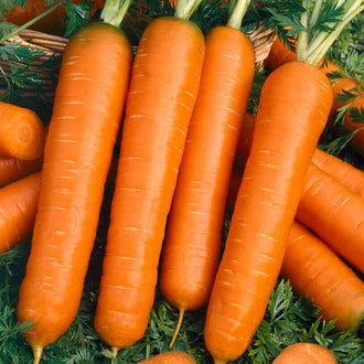 Des carottes orange courtes et épaisses sont regroupées sur un feuillage vert découpé. Les racines du centre sont alignées presque verticalement, avec des extrémités arrondies ou légèrement pointues. De fines lignes pâles traversent leur peau. D’autres carottes partiellement cachées apparaissent autour du groupe, tandis que les feuilles remplissent les espaces et les bords du cadrage.