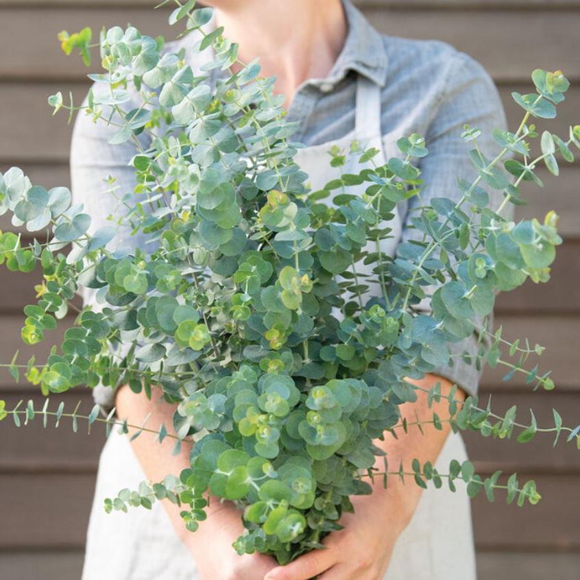Eucalyptus 'Baby Blue Bouquet' bio