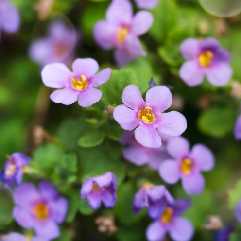Photo de Bacopa ‘Blutopia’. La Bacopa 'Blutopia®' est une plante annuelle charmante, connue pour ses délicates fleurs lavande-bleu qui apportent une touche de douceur et de fraîcheur aux espaces extérieurs. La couleur caractéristique est : bleu. Le visuel permet d’observer les contours, les teintes et la disposition des éléments présentés.