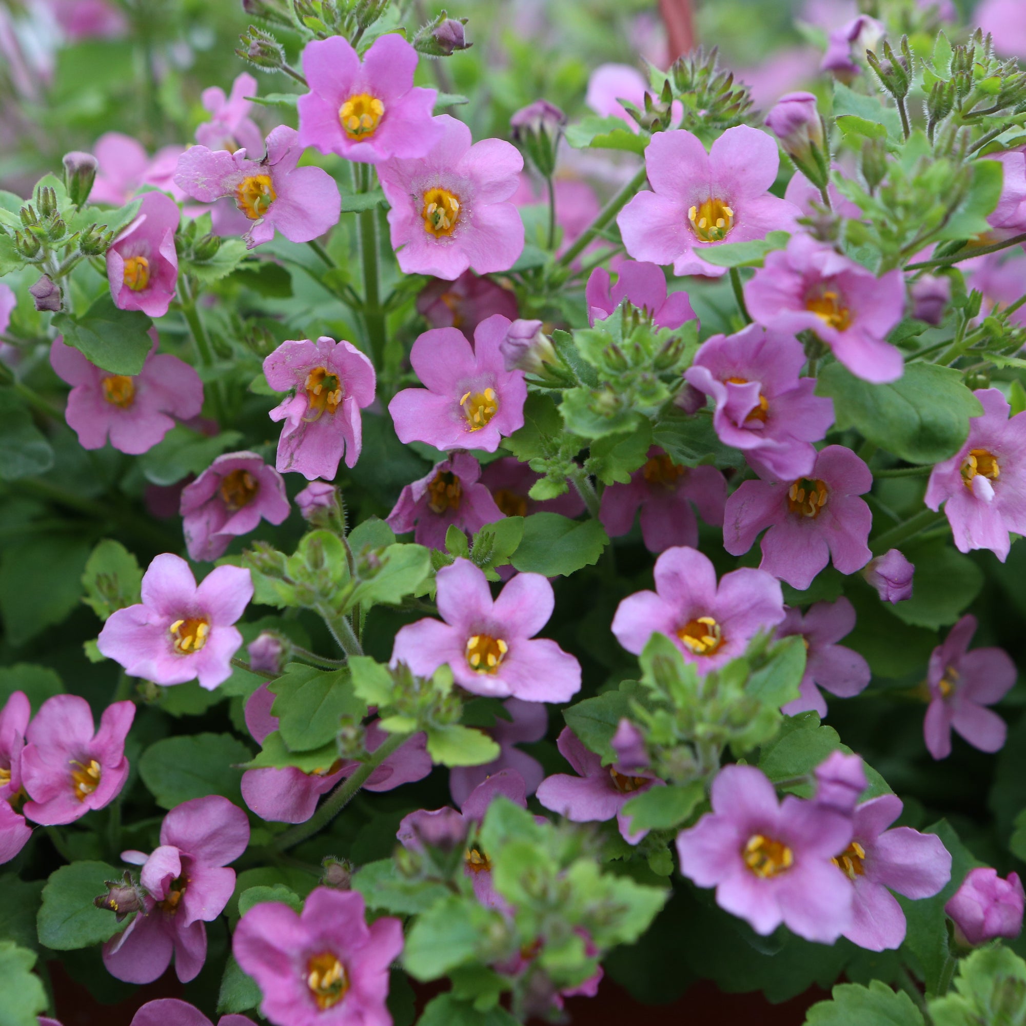 Photo de Bacopa ‘Pinktopia’ F1. La Bacopa 'Pinktopia' est une plante annuelle élégante, ornée de fleurs délicates d’un rose vif, qui illumine jardins urbains, balcons, pots suspendus et bordures. La couleur caractéristique est : rose foncé. Le visuel permet d’observer les contours, les teintes et la disposition des éléments présentés.