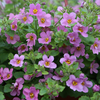 Bacopa 'Pinktopia' F1. Bacopa Pinktopia F1 valorise paniers suspendus, contenants mixtes et bordures par ses fleurs rose vif. Bacopa Pinktopia F1 forme un coussin retombant couvert de fleurs rose vif. La plante atteint environ 15 cm (5,9 po) de hauteur et s'étale sur 45 à 60 cm (17,7 à 23,6 po), ce qui convient aux contenants, paniers suspendus et plates-bandes.