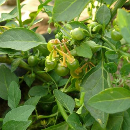 Berry (Solanum) 'Greenberry' organic