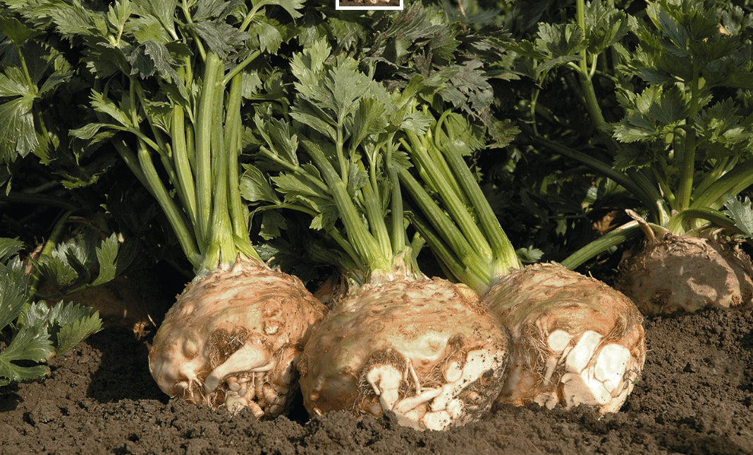 Céleri-rave ‘Balena F1’ bio (<em>Apium graveolens</em>)