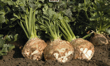 Celeriac 'Balena F1' organic