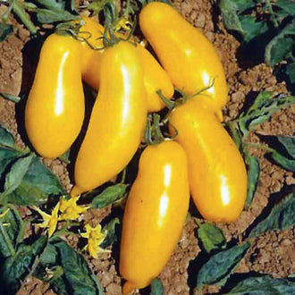 Des tomates jaunes allongées pendent en groupe au milieu de feuilles et de tiges vertes. Les fruits ont des contours ovales qui s’élargissent vers le haut et se rétrécissent vers leurs extrémités. De grands reflets clairs apparaissent sur leurs peaux lisses. Le feuillage mêle des zones vertes et brunes, dans un cadrage proche qui entoure les fruits.