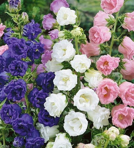 Semences Campanule à grandes fleurs (Campanula medium)