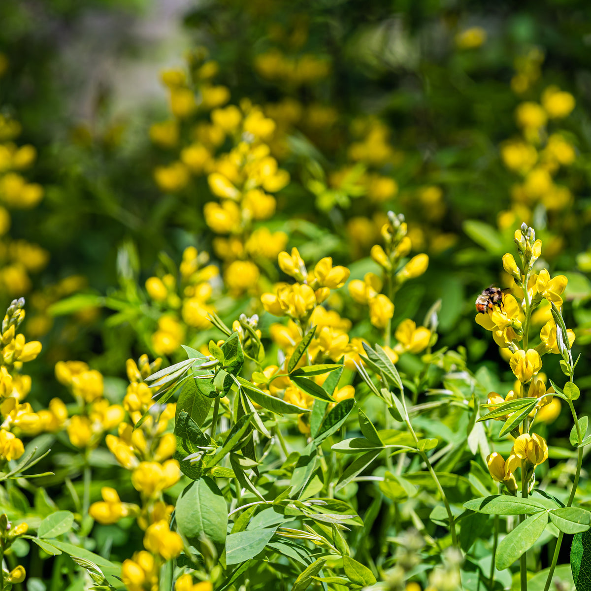 Image officielle de Baptisia des Teinturiers associée au petit sachet de semences Northern.