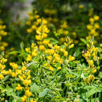 Image officielle de Baptisia des Teinturiers associée au petit sachet de semences Northern.