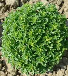 Semences Basilic à petites feuilles 'Greek Globe' (Ocimum basilicum)