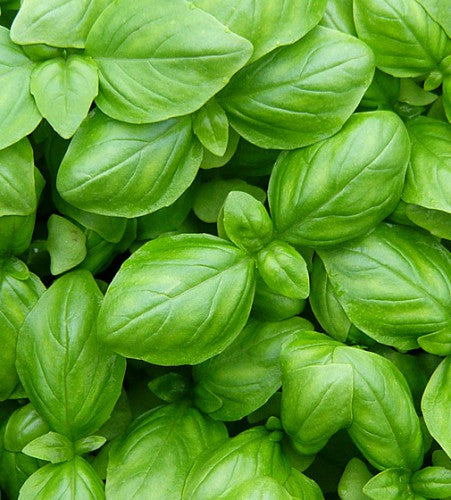 Semences Basilic italien 'Genovese' (Ocimum basilicum)
