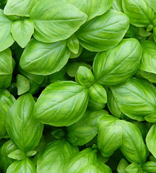 Semences Basilic italien 'Genovese' (Ocimum basilicum)