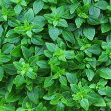 Semences Basilic nain sicilien (Ocimum basilicum)