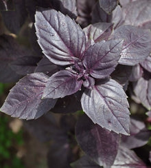 Semences Basilic pourpre (Ocimum basilicum)