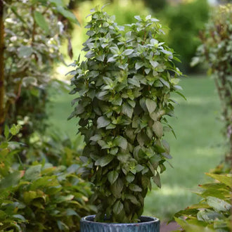 Photo de Basilic 'Everleaf Thai Tower'. Ce plant au port vertical et élégant produit des masses de feuilles vertes parfois marquées de petites taches violettes et portées par des tiges mauves. Le visuel permet d'observer les contours, les teintes et la disposition des éléments présentés. Les détails de forme et les contrastes donnent un aperçu de l'apparence de cette plante ou de sa récolte.