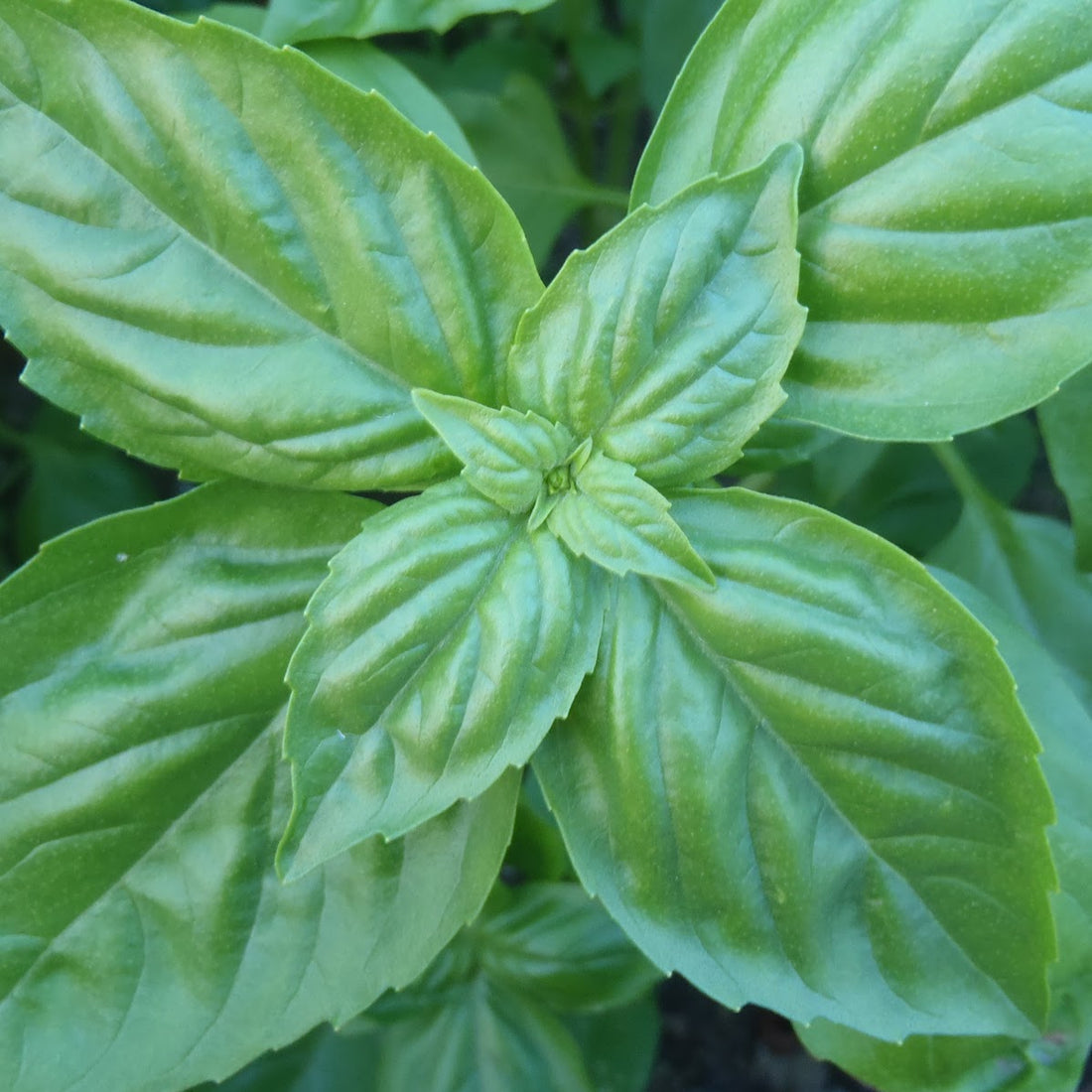 Plant de basilic en pot ou au jardin