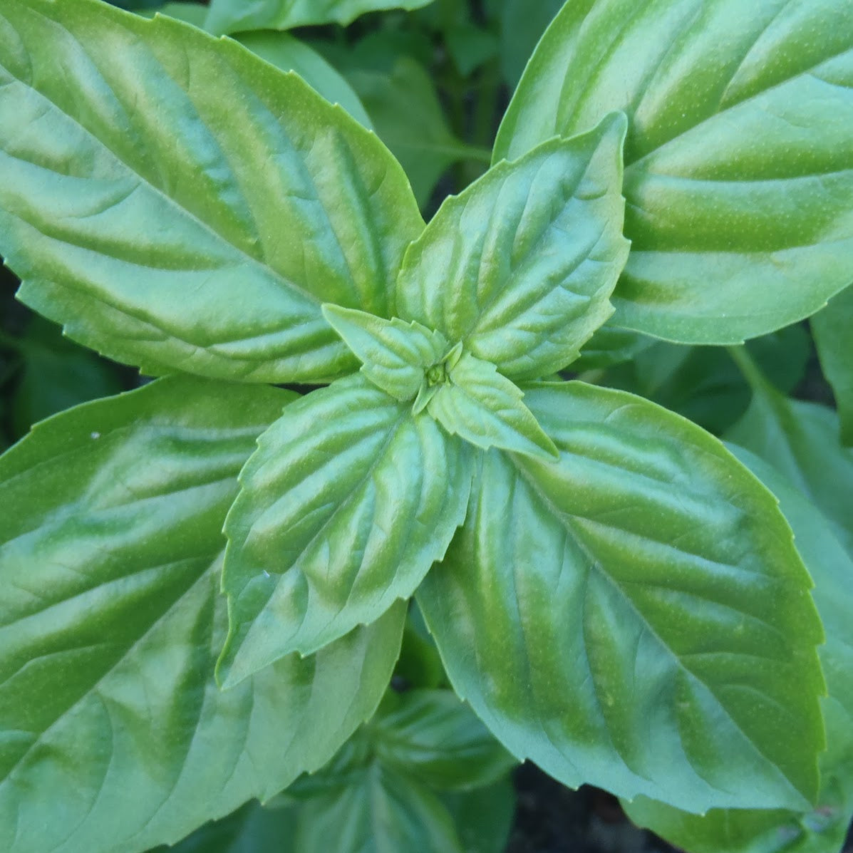 Planter le basilic en pot ou en pleine terre