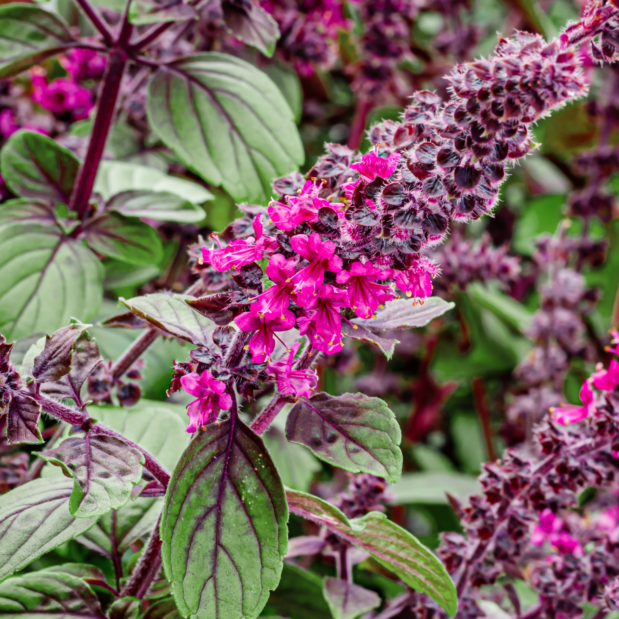 Basilic 'African Blue'