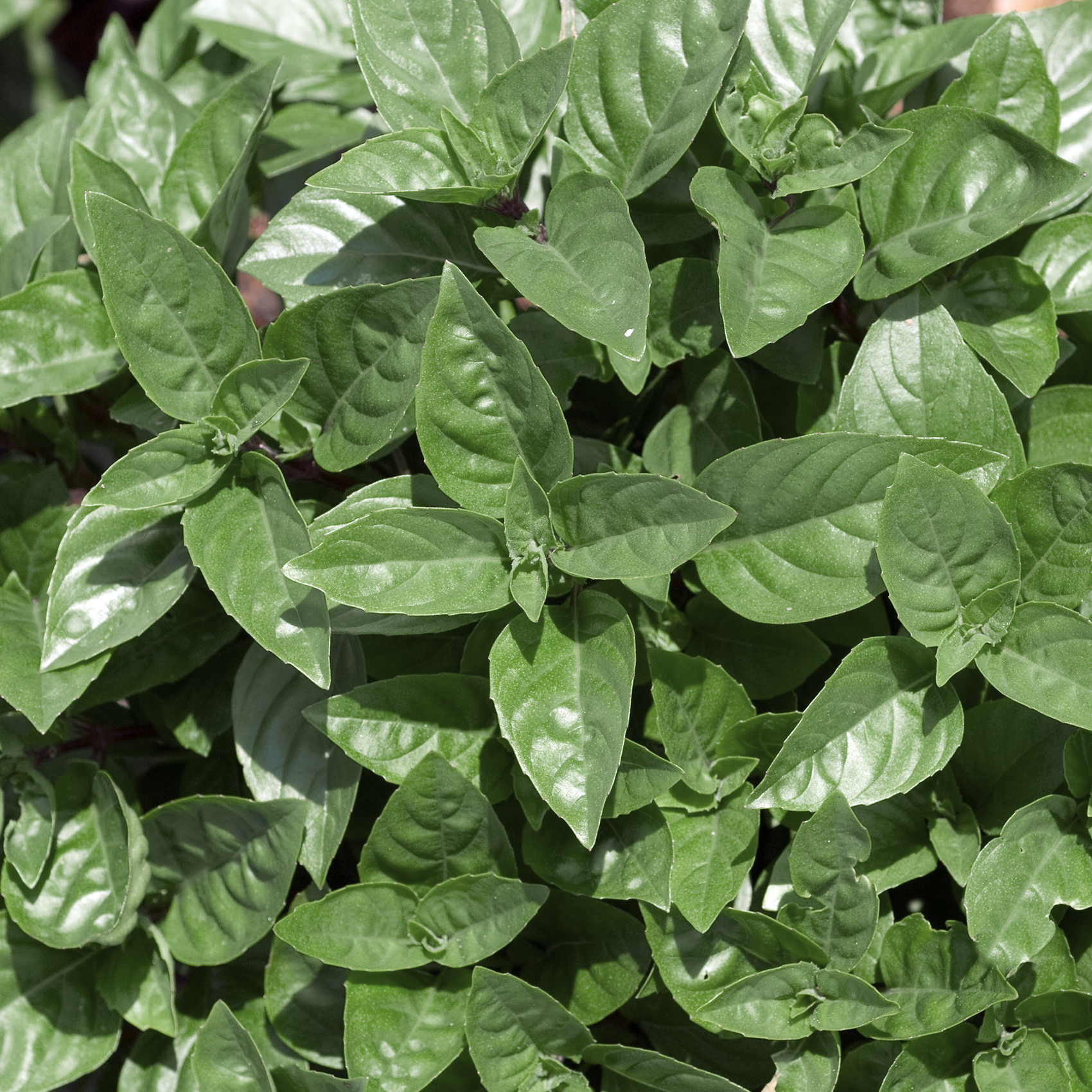 'Ajaka' Basil