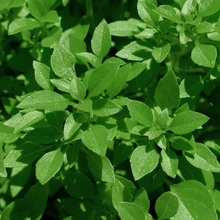 'Spicy Globe' Basil