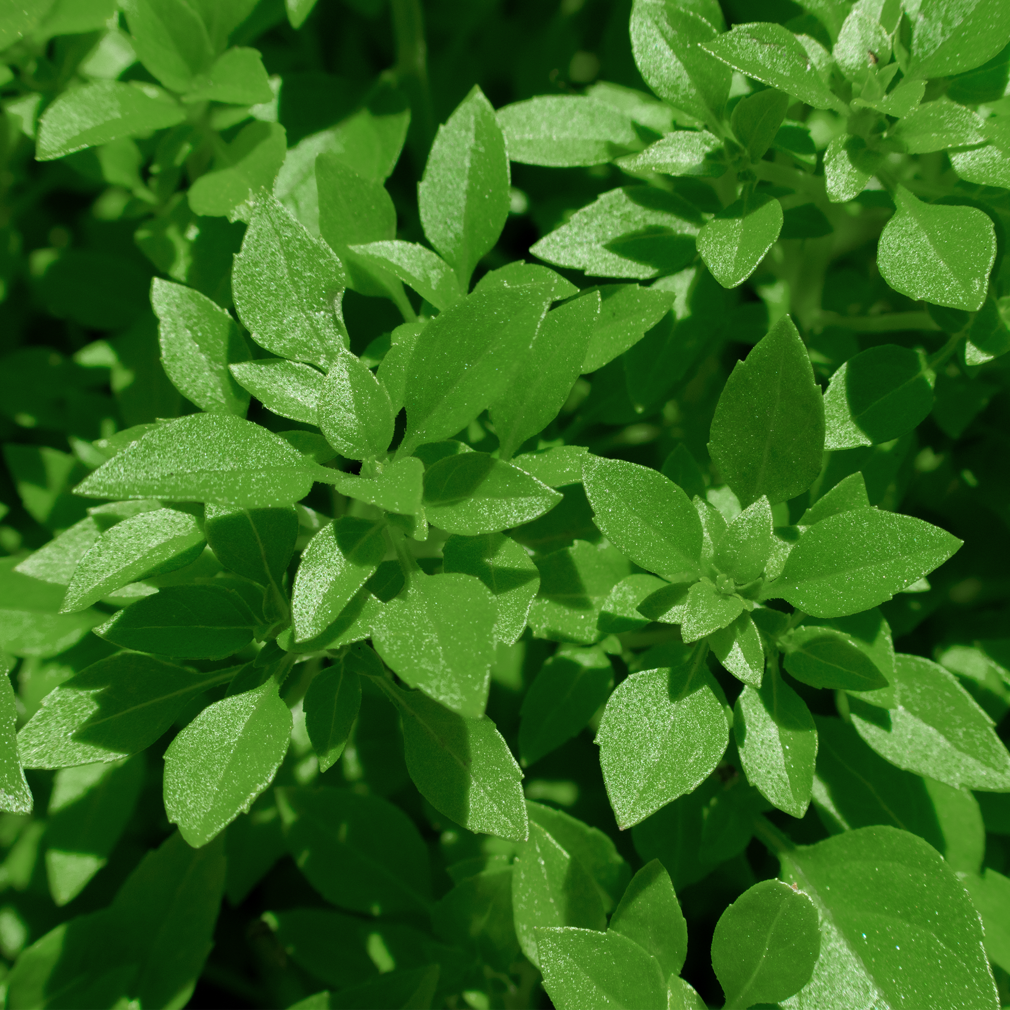 'Spicy Globe' Basil