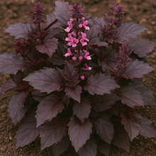 Organic 'Dark Opal' Basil