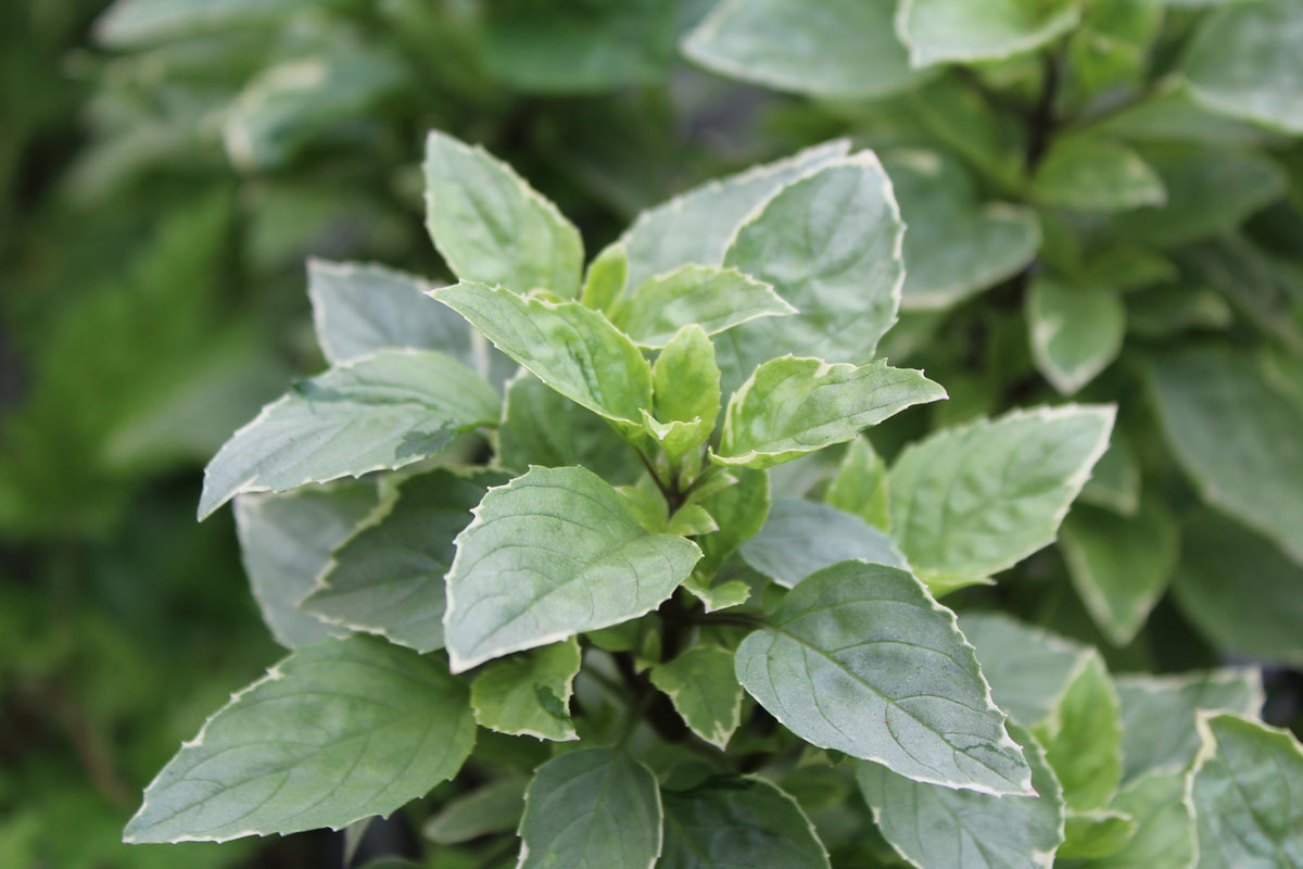 Basil 'Dolce Fresca'