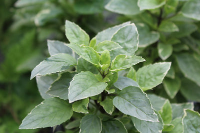 Basilic 'Dolce Fresca'