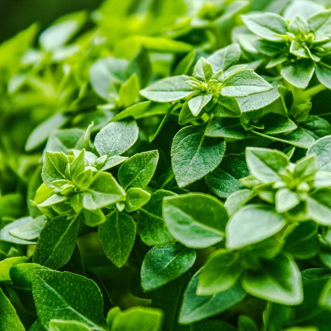 Photo de Basilic fin vert. Le visuel permet d'observer les contours, les teintes et la disposition des éléments présentés. Les détails de forme et les contrastes donnent un aperçu de l'apparence de cette plante ou de sa récolte. Cette photographie accompagne la variété nommée afin de l'identifier dans la sélection de semences.