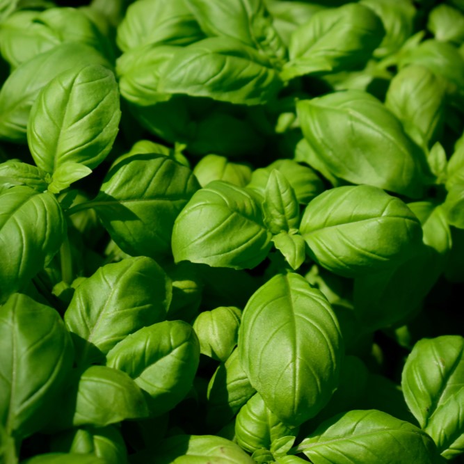 Photo de Basilic ‘Grand Vert Genovese’. Le visuel permet d’observer les contours, les teintes et la disposition des éléments présentés. Les détails de forme et les contrastes donnent un aperçu de l’apparence de cette plante ou de sa récolte. Cette photographie accompagne la variété nommée afin de l’identifier dans la sélection de semences.