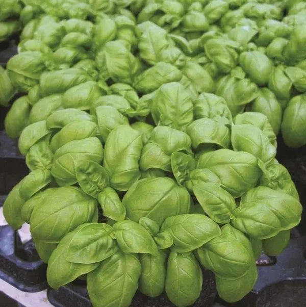 Photo de Basilic 'Emily Genovese'. Le visuel permet d'observer les contours, les teintes et la disposition des éléments présentés. Les détails de forme et les contrastes donnent un aperçu de l'apparence de cette plante ou de sa récolte. Cette photographie accompagne la variété nommée afin de l'identifier dans la sélection de semences.