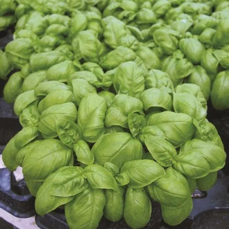 Photo de Basilic 'Emily Genovese'. Le visuel permet d'observer les contours, les teintes et la disposition des éléments présentés. Les détails de forme et les contrastes donnent un aperçu de l'apparence de cette plante ou de sa récolte. Cette photographie accompagne la variété nommée afin de l'identifier dans la sélection de semences.