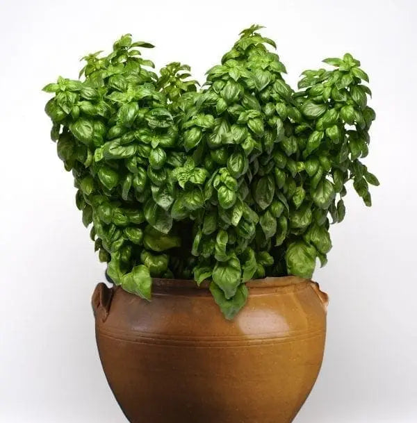 Photo de Basilic 'Everleaf Genovese'. Ce basilic Genovese traditionnel se distingue par son feuillage vert foncé et lustré, idéal pour la cuisine italienne. Le visuel permet d'observer les contours, les teintes et la disposition des éléments présentés. Les détails de forme et les contrastes donnent un aperçu de l'apparence de cette plante ou de sa récolte.
