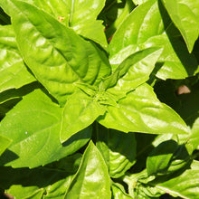 Basilic Genovese. Grandes feuilles de basilic vert clair vues de près. Le cadrage permet de voir les formes, les couleurs et les détails du sujet représenté. Les contours se détachent du fond de l’image, avec des différences de teinte et de texture visibles sur les surfaces. Cette vue accompagne la présentation du produit dans la boutique.