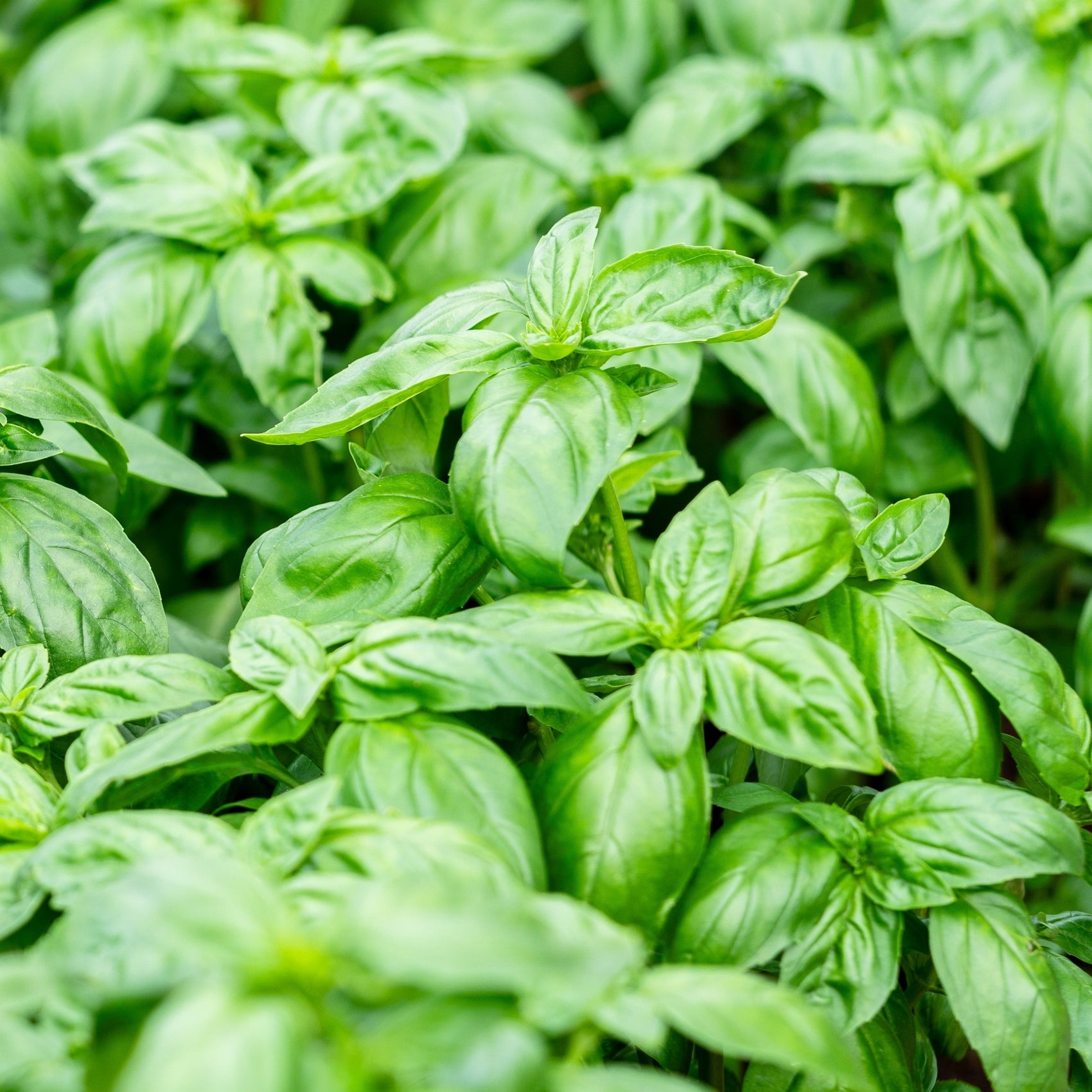 Basilic ‘Genovese’ bio (<em>Ocimum basilicum</em> ‘Genovese’)