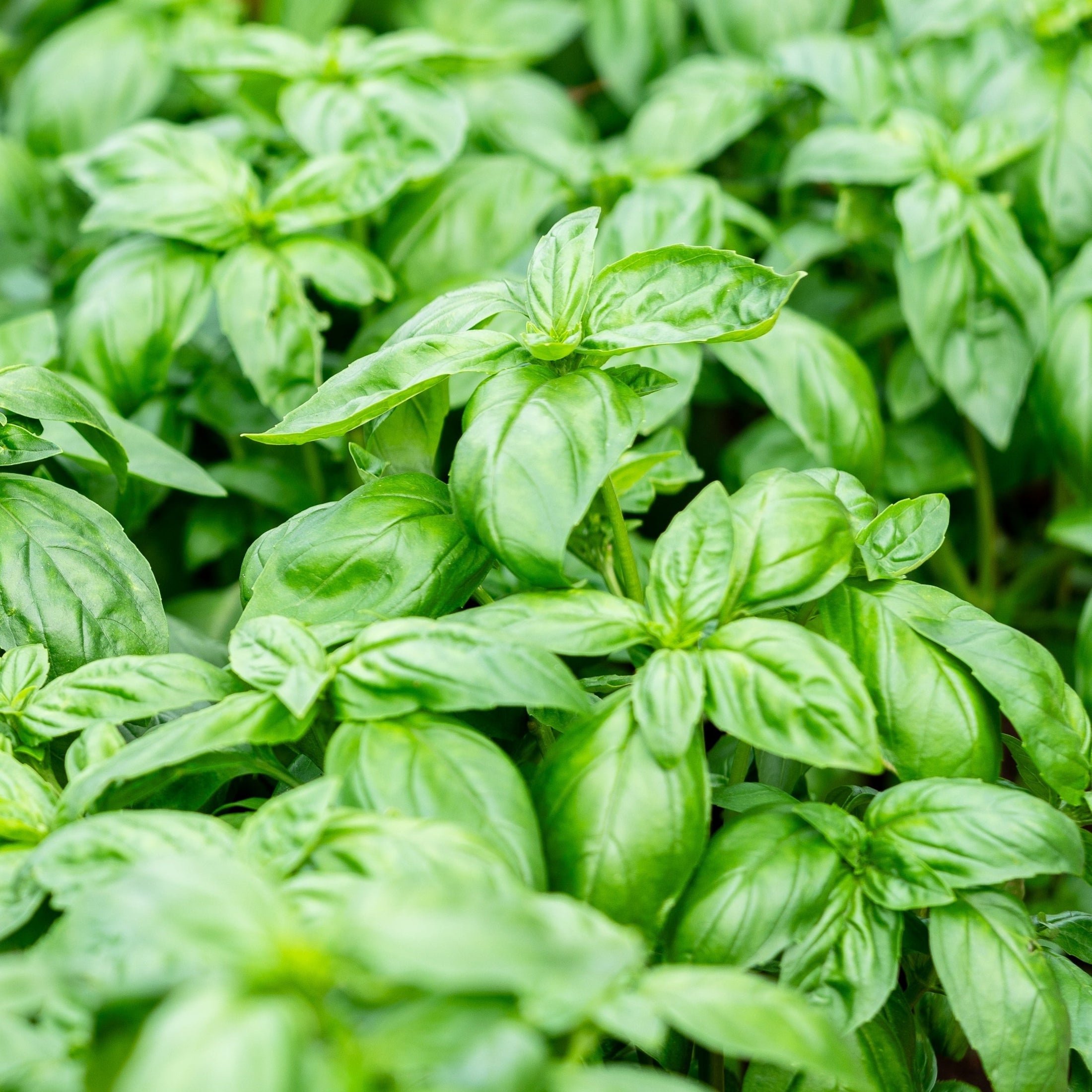 Basilic ‘Genovese’ bio (<em>Ocimum basilicum</em> ‘Genovese’)