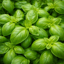 Basil Large Genova Green organic
