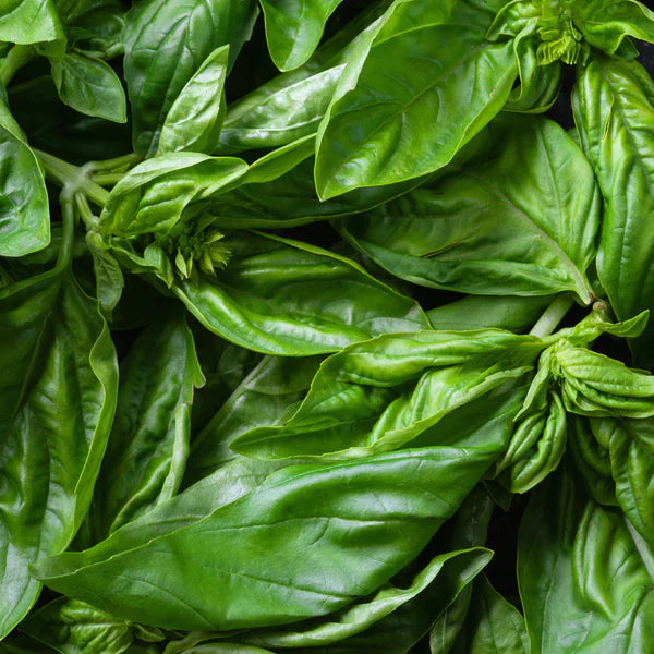 Basilic 'Grand Vert' bio - cadeau avec achat