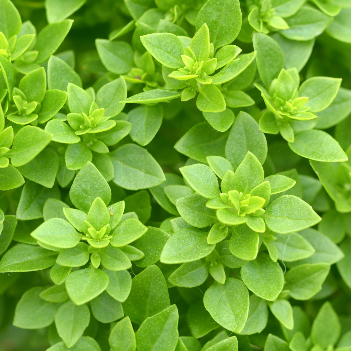 Photo de Basilic Grec. Le visuel permet d'observer les contours, les teintes et la disposition des éléments présentés. Les détails de forme et les contrastes donnent un aperçu de l'apparence de cette plante ou de sa récolte. Cette photographie accompagne la variété nommée afin de l'identifier dans la sélection de semences.