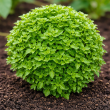 Basil 'Greek Globe'