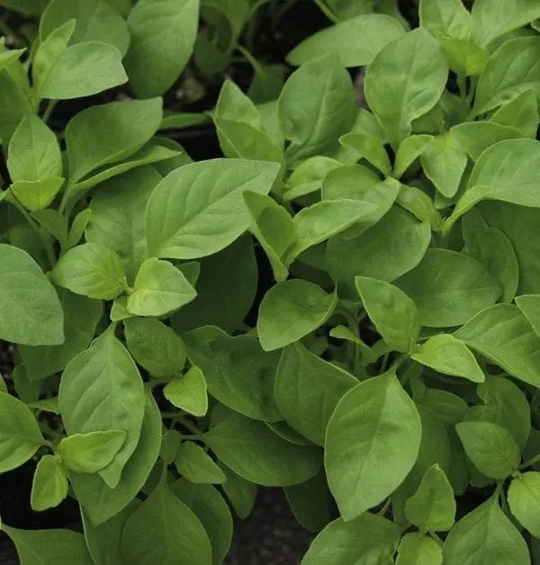 Photo de Basilic citron 'Helios'. Le visuel permet d'observer les contours, les teintes et la disposition des éléments présentés. Les détails de forme et les contrastes donnent un aperçu de l'apparence de cette plante ou de sa récolte. Cette photographie accompagne la variété nommée afin de l'identifier dans la sélection de semences.