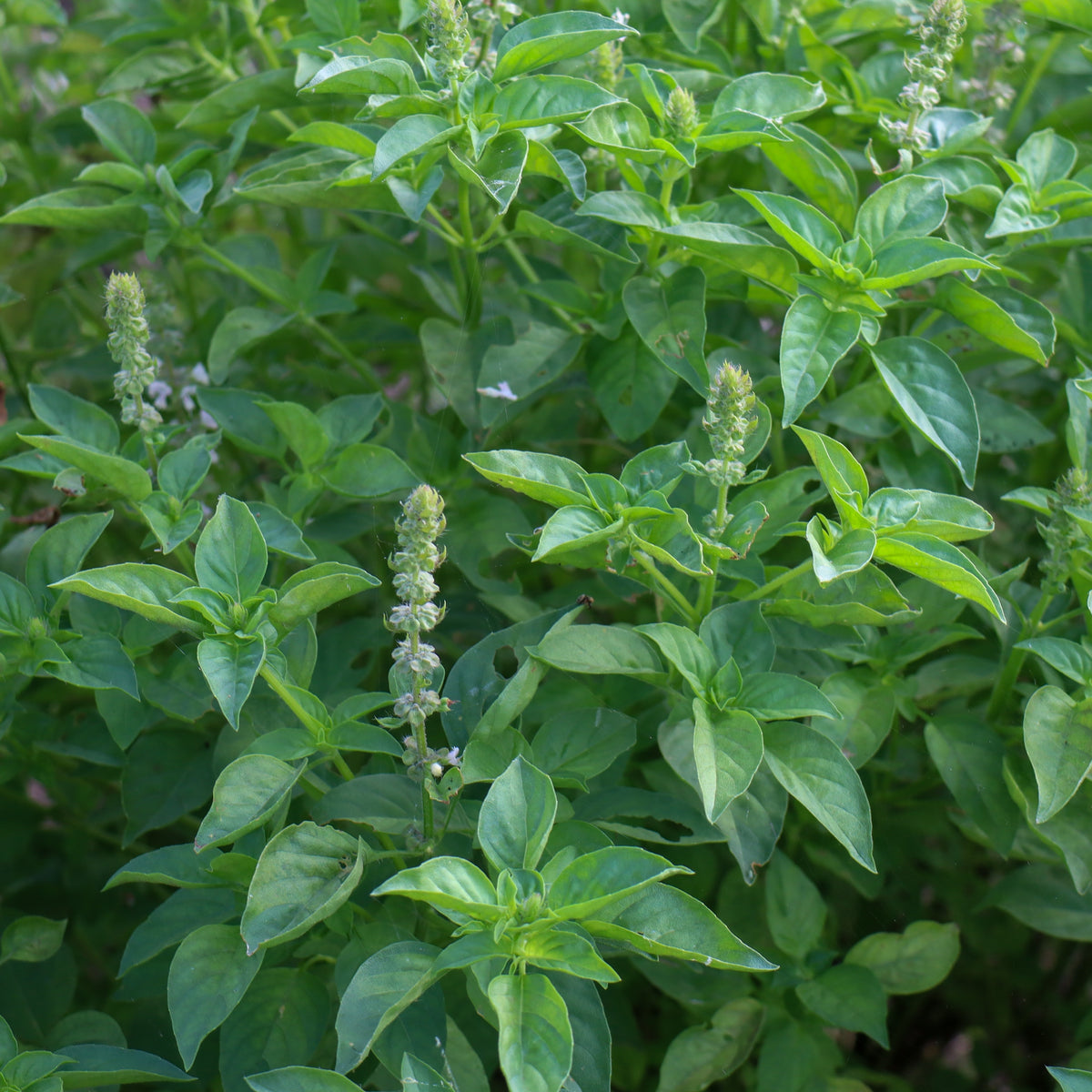 Basilic sacré ‘Holy’ bio (<em>Ocimum tenuiflorum</em>)
