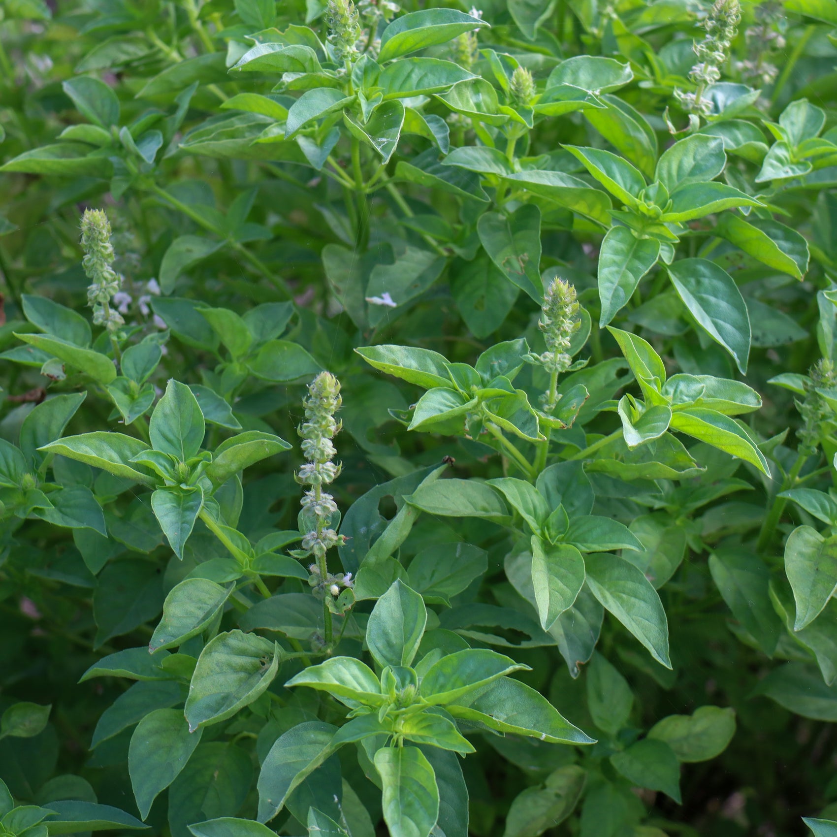 Basilic sacré ‘Holy’ bio (<em>Ocimum tenuiflorum</em>)