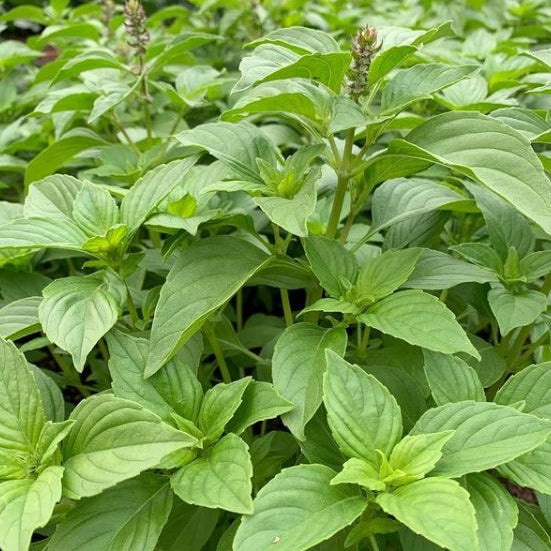 Basil 'Mrs. Organic Burns Lemon