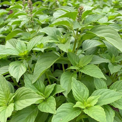 Basilic 'Mrs. Burns Lemon' bio