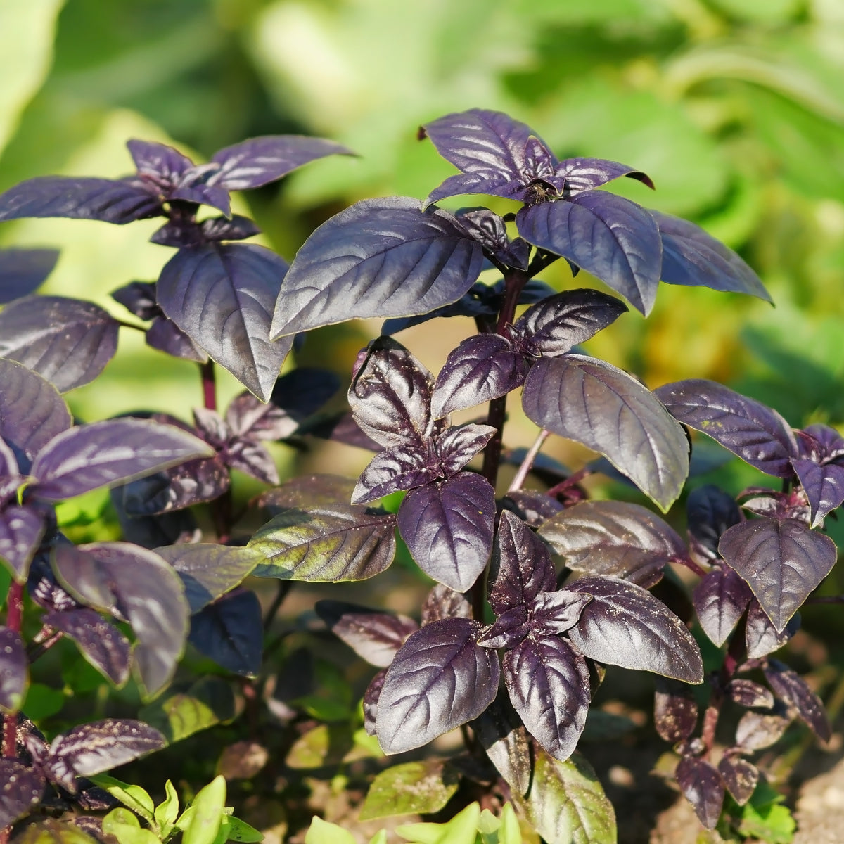Photo de Basilic 'Purple Ball'. Ce plant buissonnant se distingue par ses petites feuilles pourpres violacées odorantes et ses fleurs tubulaires également pourpres. La couleur caractéristique est : pourpre. Le visuel permet d'observer les contours, les teintes et la disposition des éléments présentés. Les détails de forme et les contrastes donnent un aperçu de l'apparence de cette plante ou de sa récolte.