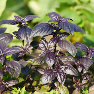 Photo de Basilic 'Purple Ball'. Ce plant buissonnant se distingue par ses petites feuilles pourpres violacées odorantes et ses fleurs tubulaires également pourpres. La couleur caractéristique est : pourpre. Le visuel permet d'observer les contours, les teintes et la disposition des éléments présentés. Les détails de forme et les contrastes donnent un aperçu de l'apparence de cette plante ou de sa récolte.