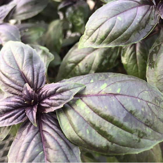 Organic 'Red Genovese' Basil