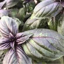 Organic 'Red Genovese' Basil