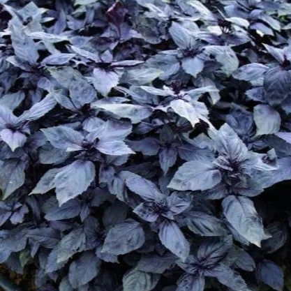 Basilic 'Rosie' bio