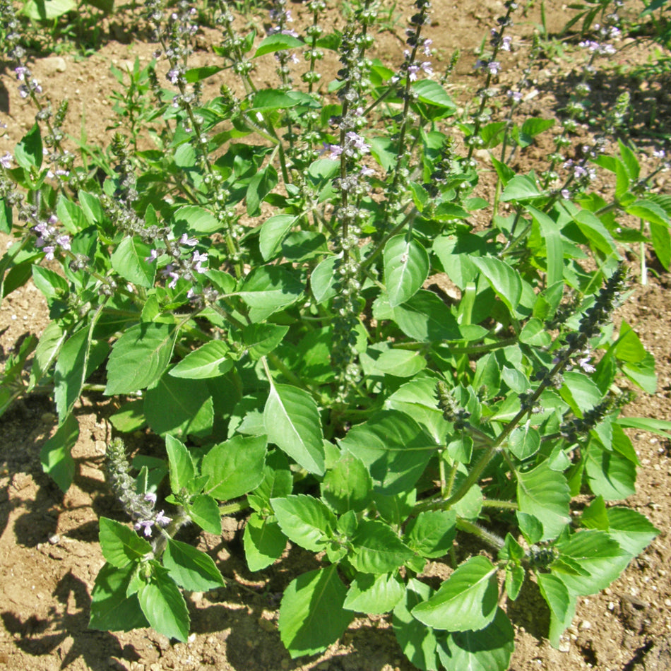 Plant de basilic en pot ou au jardin